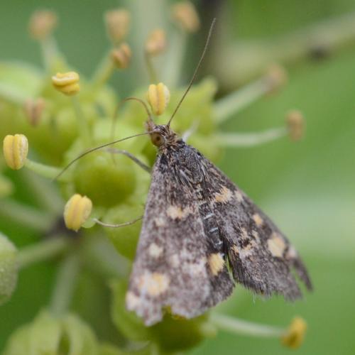 Réf. 217 007 : Pyrausta aurata